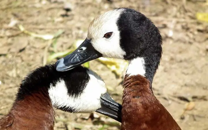 White-faced Whistling Ducks heads